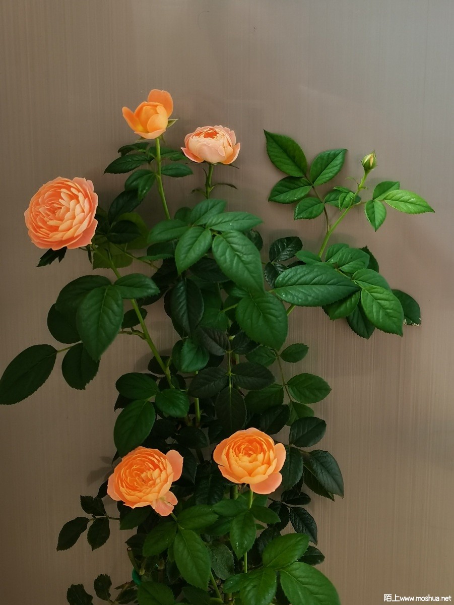 a9a6c286e08e548fbb0be893e584860.jpg