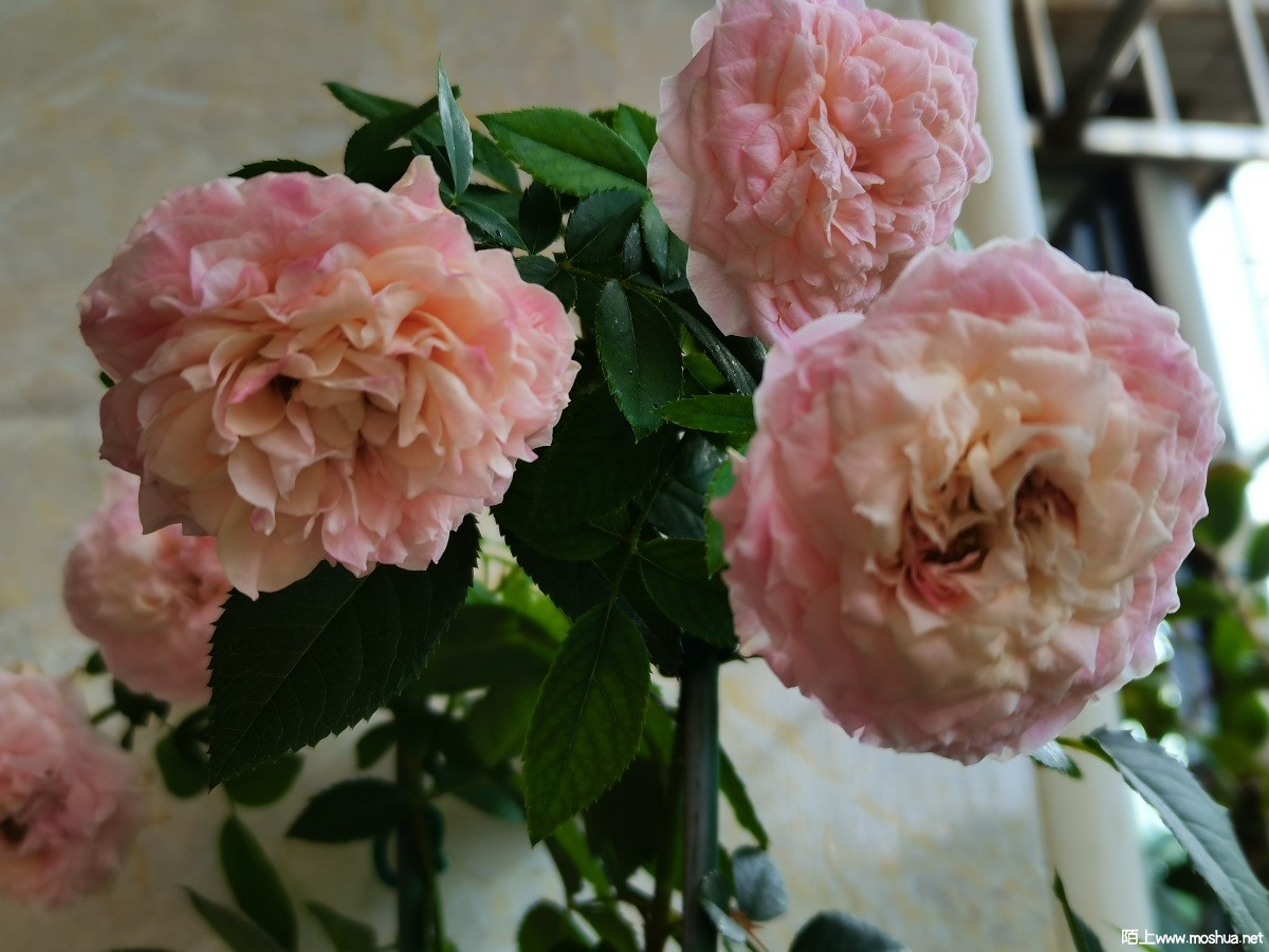 b3345ac293054c9846abc40ff5880ef.jpg