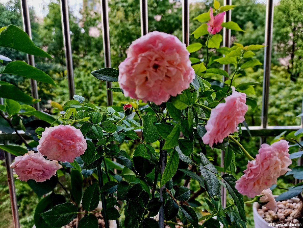e77987b2fc5bb6c5c58c085ed75e377.jpg