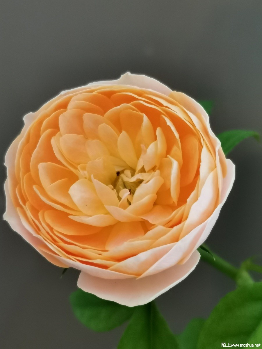 39ba38af4e6a7f8a41a79c07fa8d54d.jpg