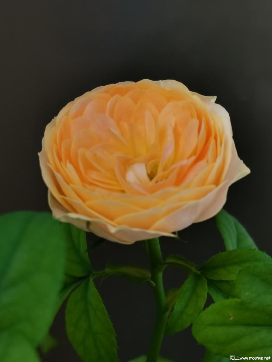c0c36e113405803be17dfa5fd95cb5a.jpg
