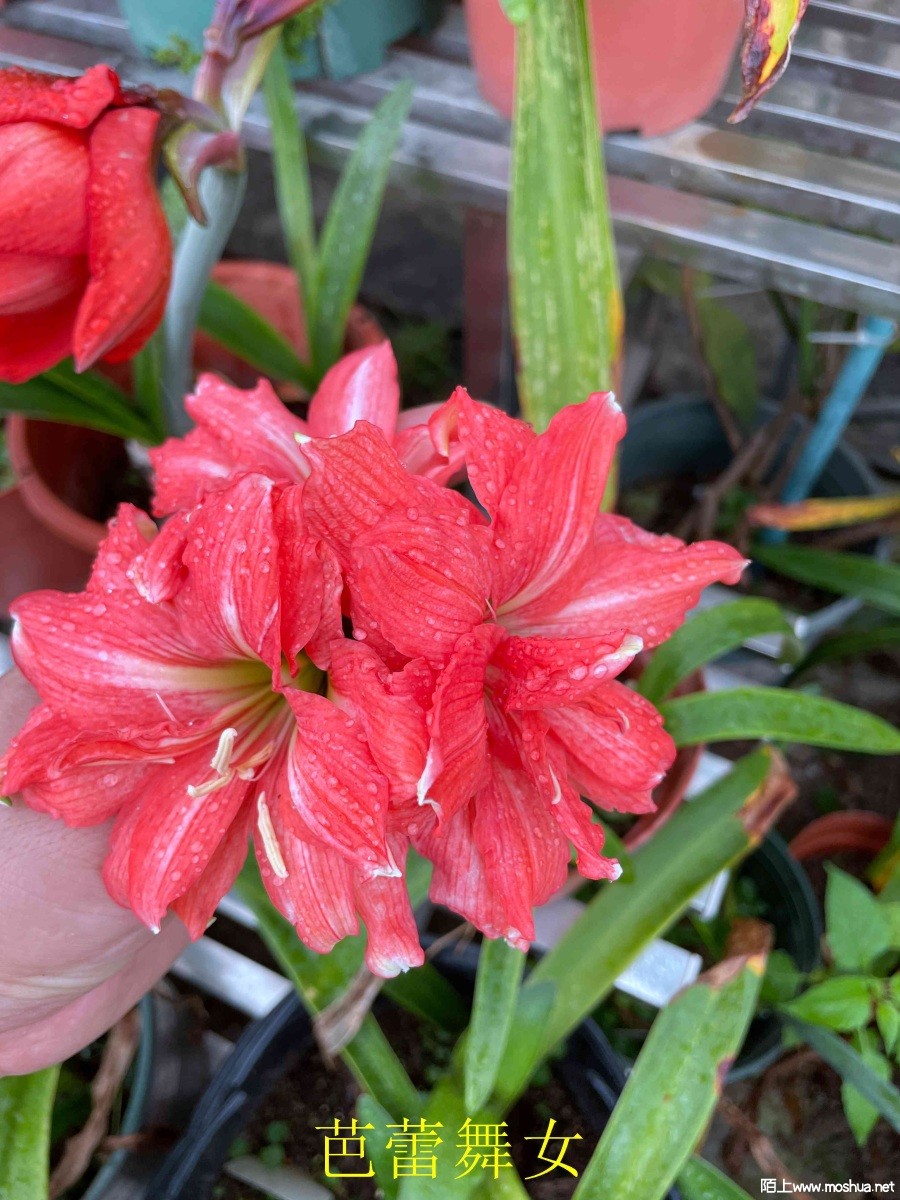 ������Ů240404 (2).JPG