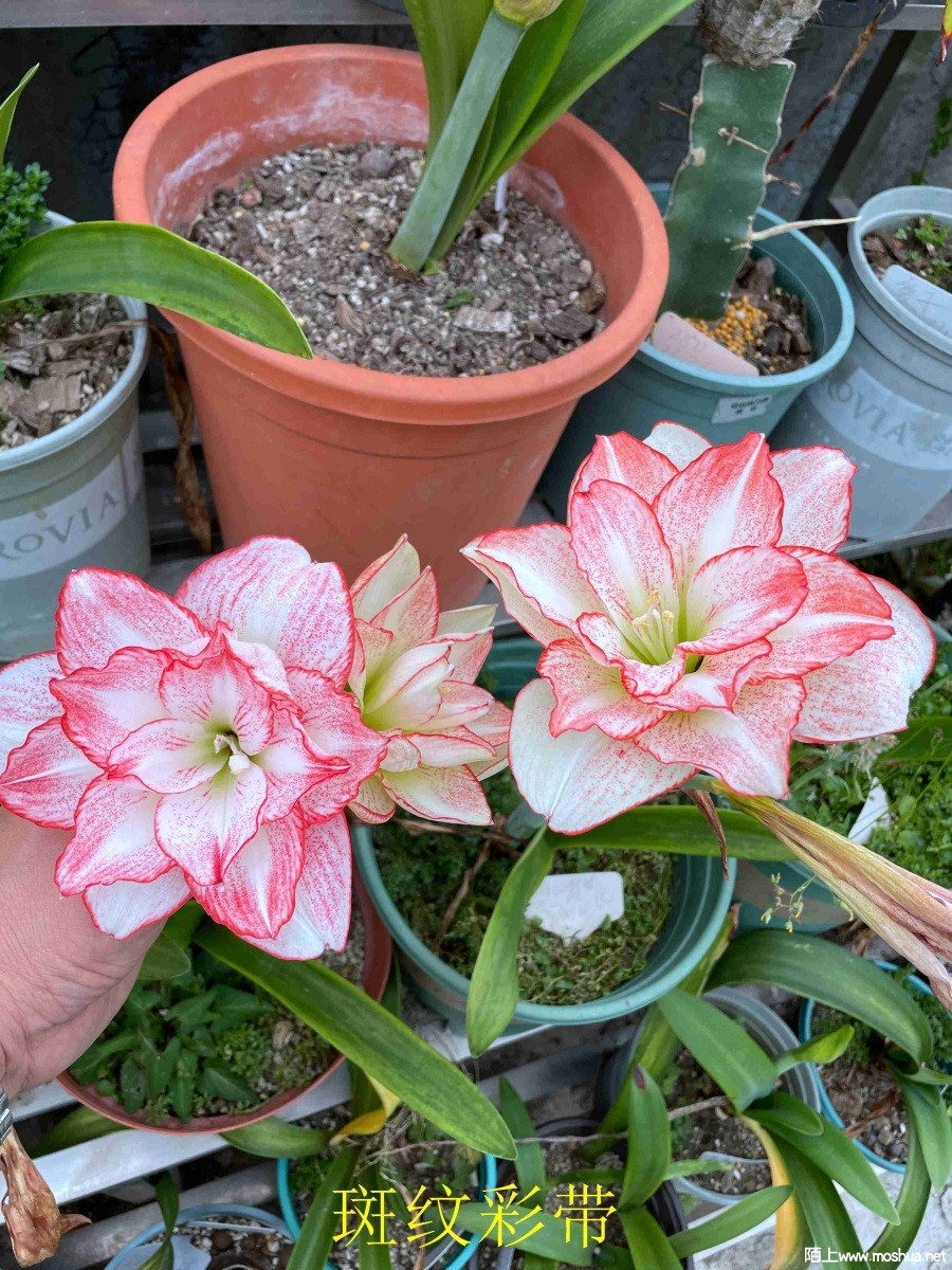 ���Ʋʴ�240405 (2).JPG