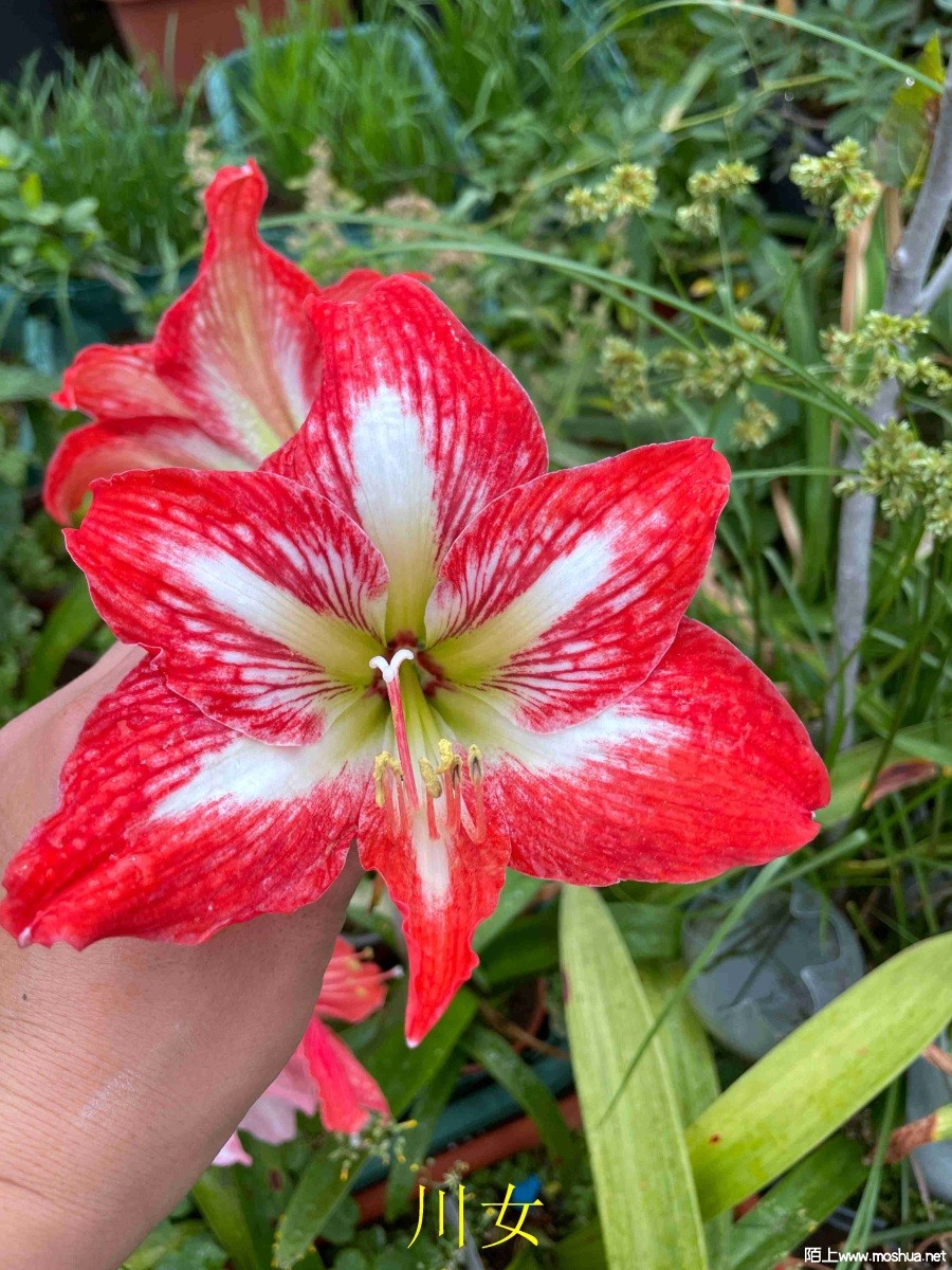 ��Ů240404 (2).JPG