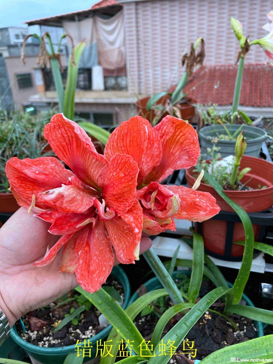 ������ɫ����240406 (2).JPG