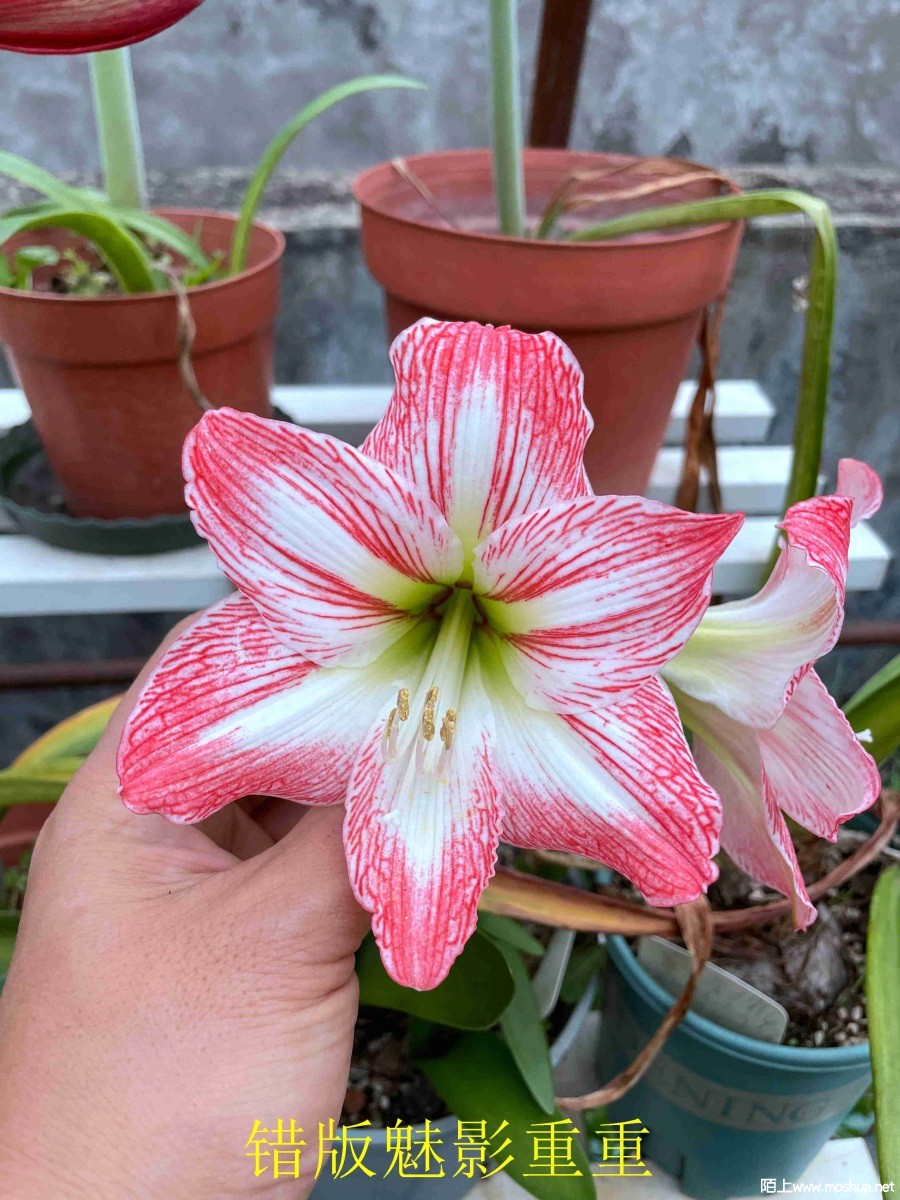 ������Ӱ����240330 (2).JPG