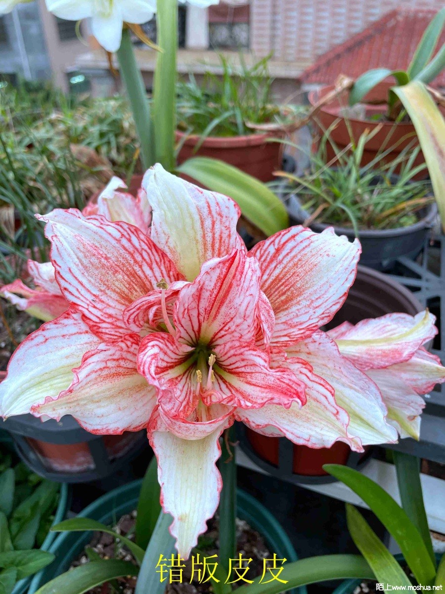 ����ƤƤ240330 (2).JPG