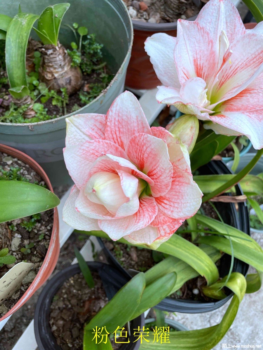 ��ɫ��ҫ240405 (2).JPG