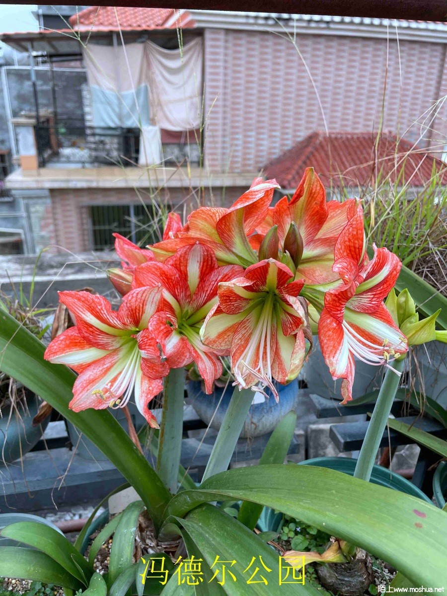 ��¶���԰240405 (2).JPG