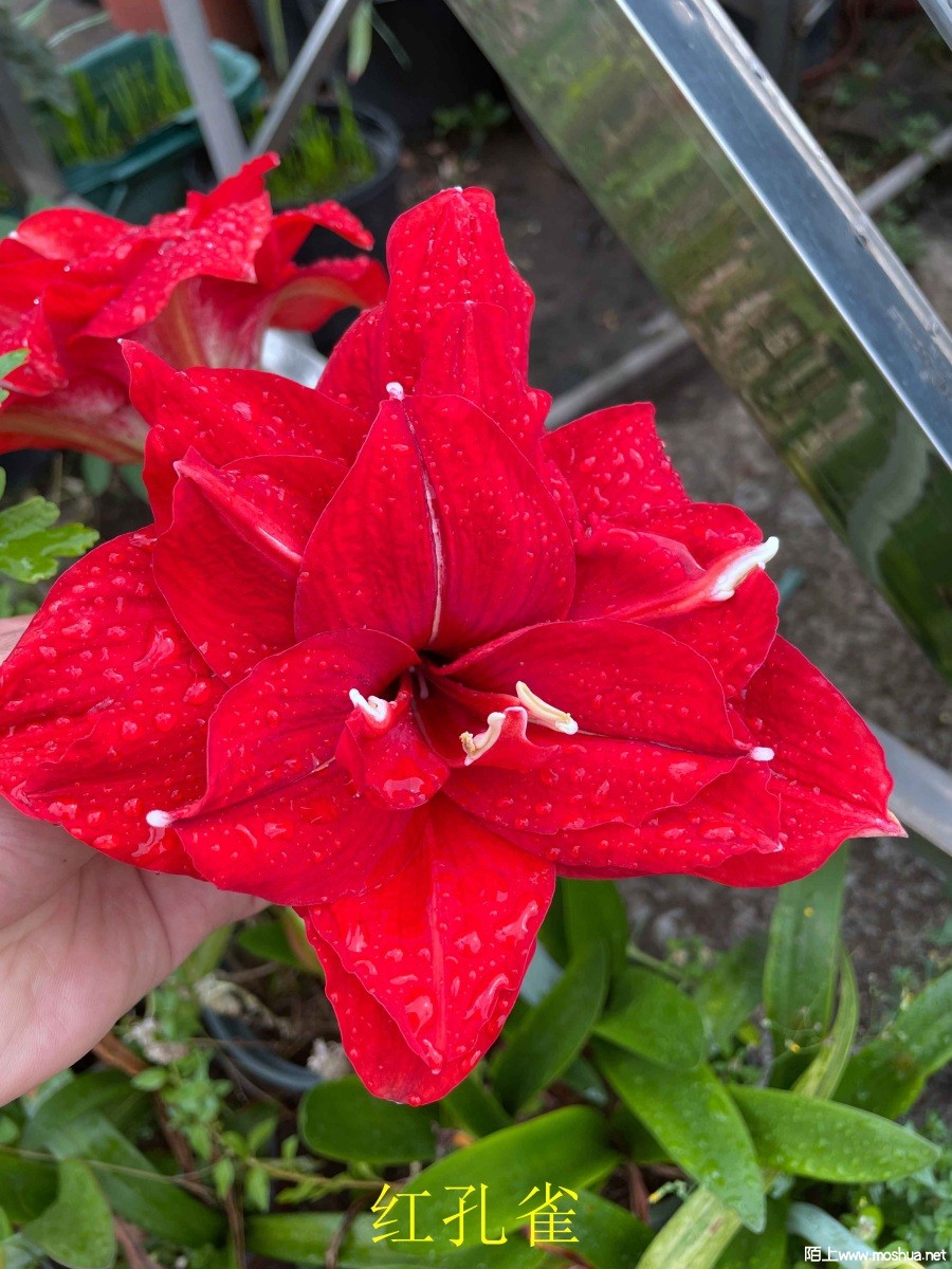 ���ȸ240404 (2).JPG