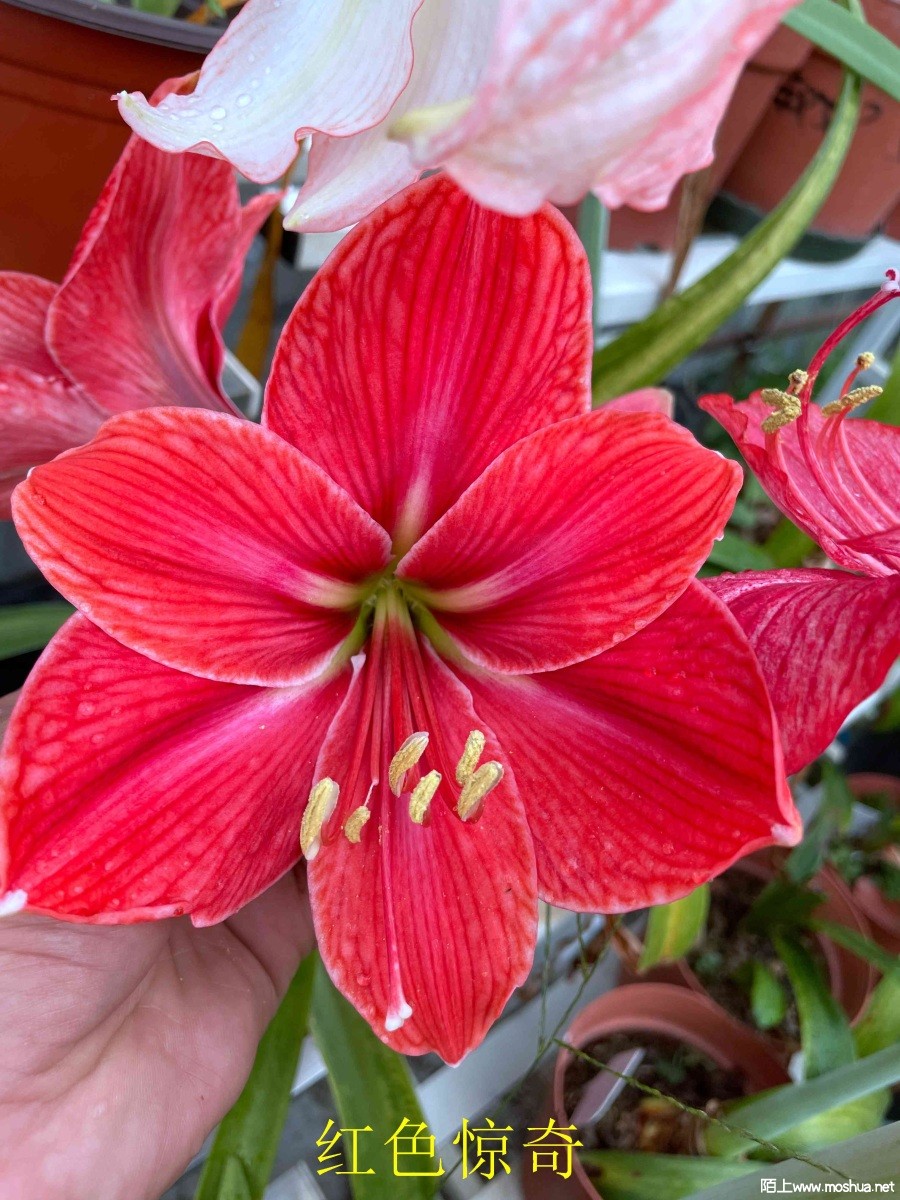 ��ɫ����240404 (2).JPG