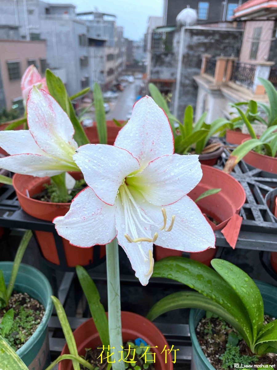 ����ʯ��240406 (2).JPG