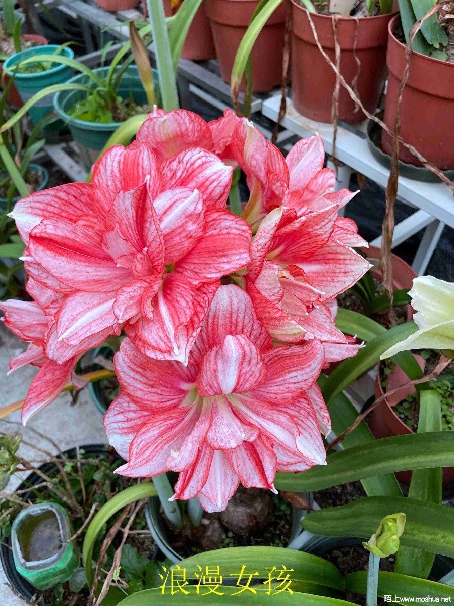 ����Ů��240330 (2).JPG