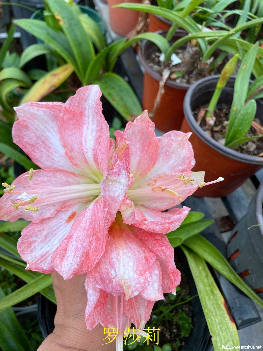 ��ɯ��240404 (2).JPG