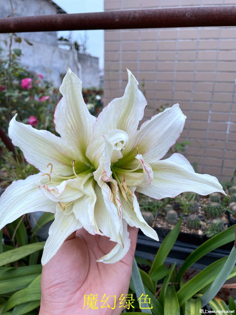 ħ����ɫ240330 (2).JPG