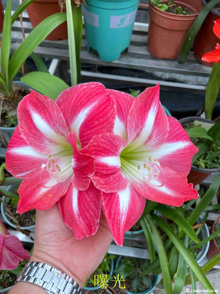 �ع�240330 (2).JPG