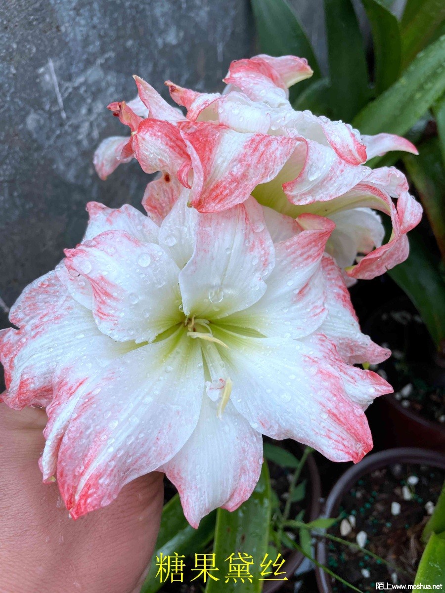 �ǹ���˿240617 (2).JPG