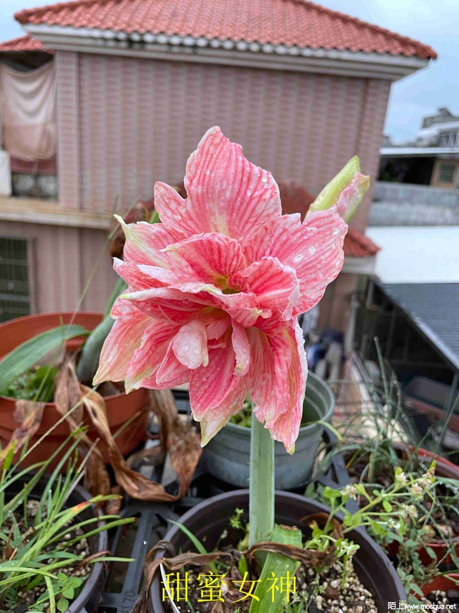 ����Ů��240406 (2).JPG