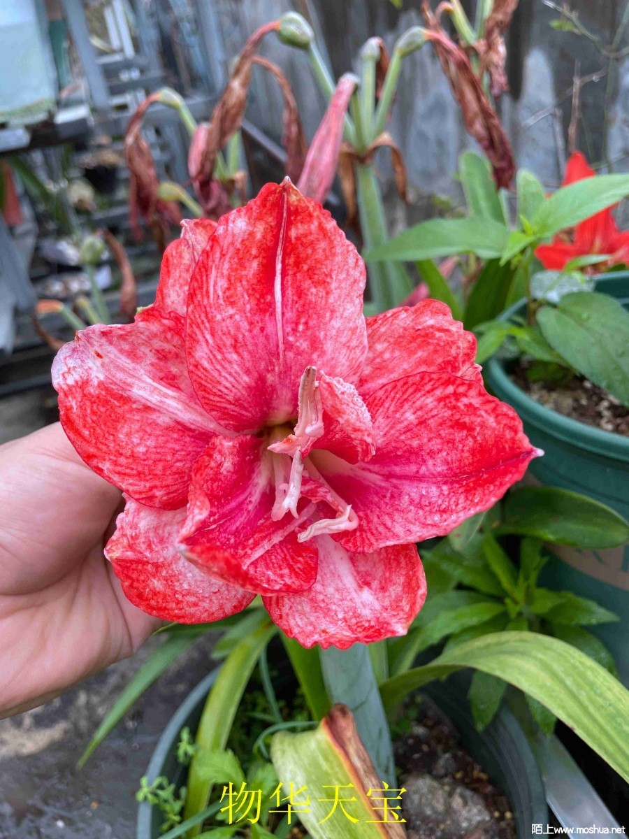 �ﻪ�챦240404 (2).JPG