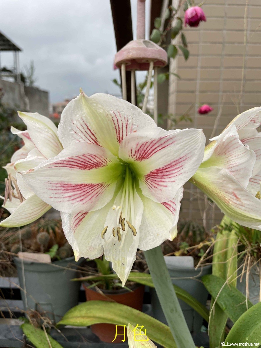 ��ɫ240404 (2).JPG