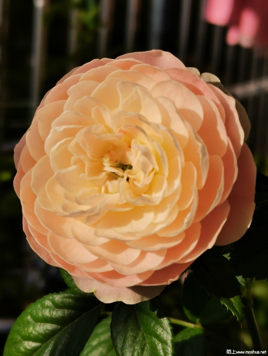 27478be800a82950042867d1a9cb864.jpg