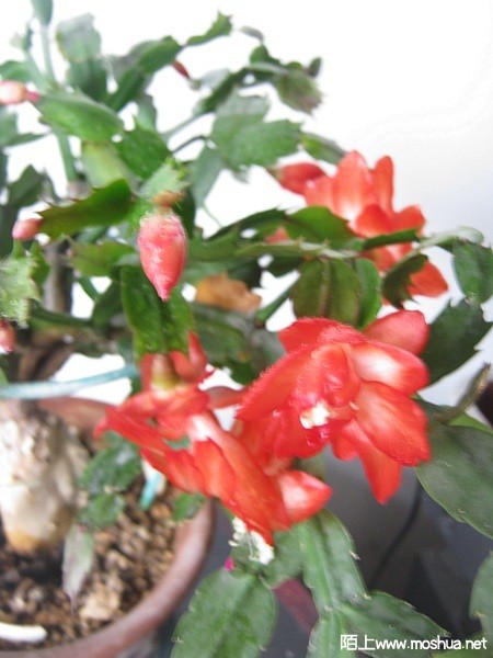 IMG_7900.JPG