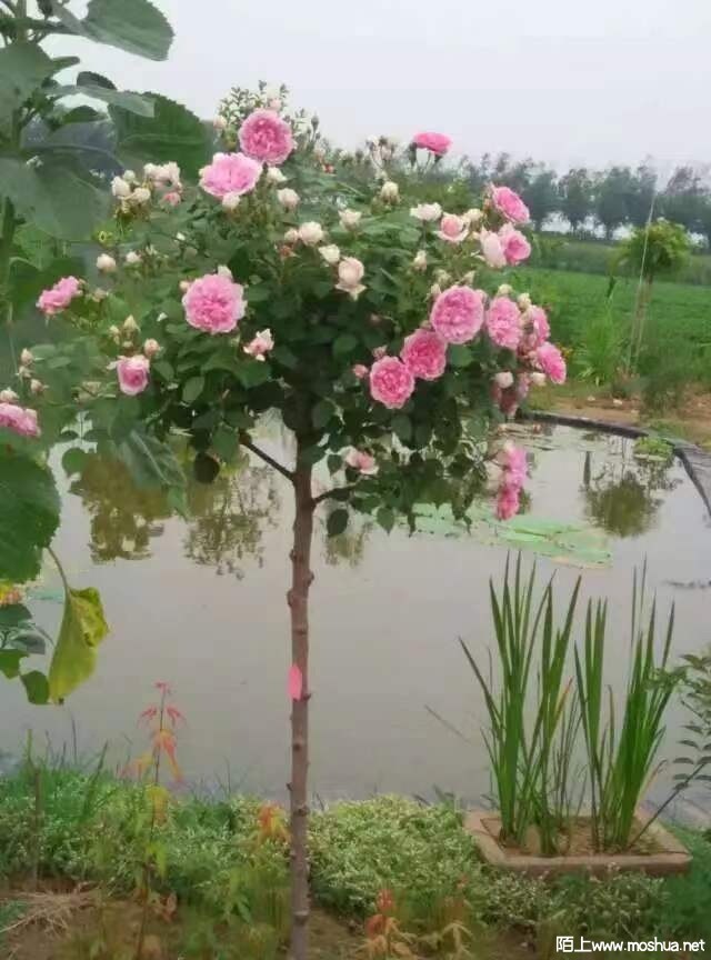 �޽ӵ�����ɯ����Ů