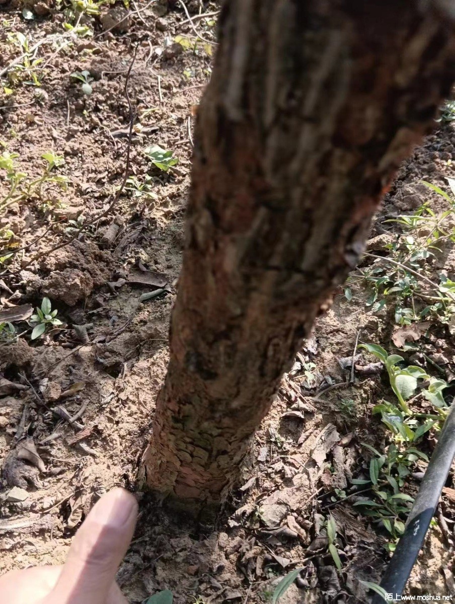 ��������˸�150����  �ؾ�6.5����