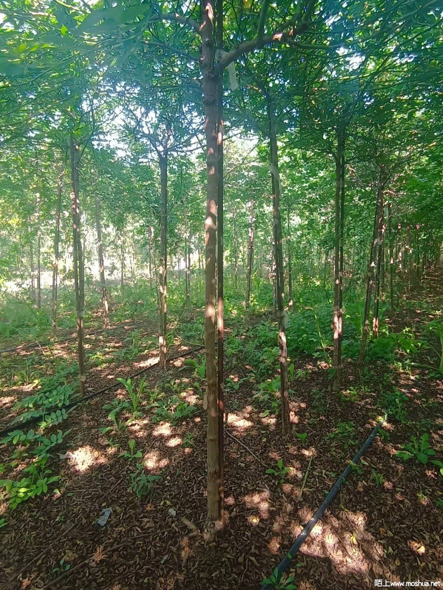 ��ǩ�綨ֲ  ��160����  �ؾ�3����  ��ֲ2��