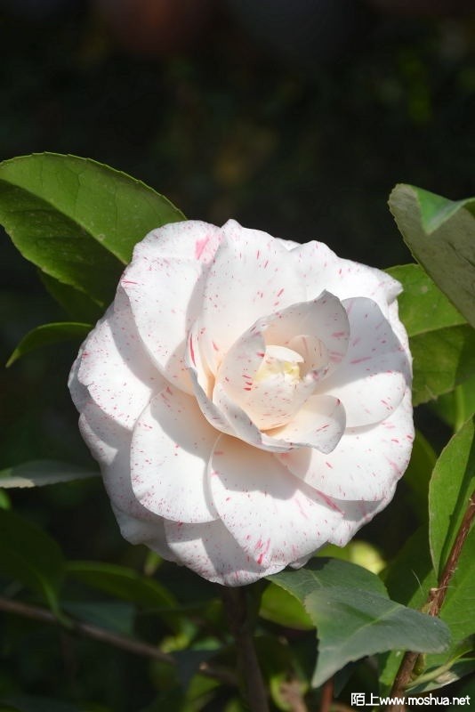 DSC_0062550930062.JPG