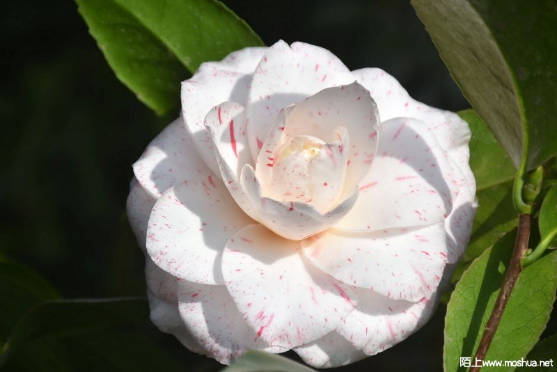 DSC_0078551090078.JPG