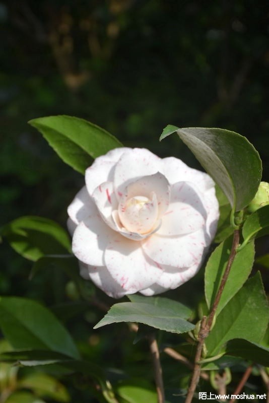 DSC_0080551110080.JPG