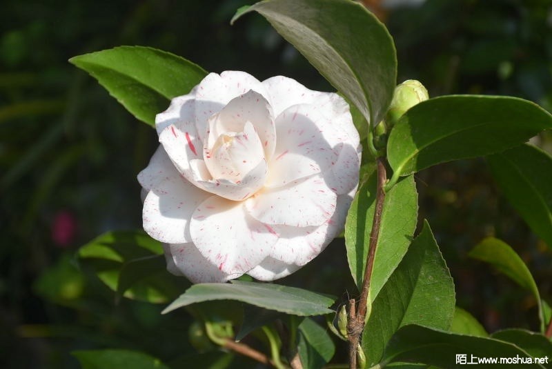 DSC_0076551070076.JPG