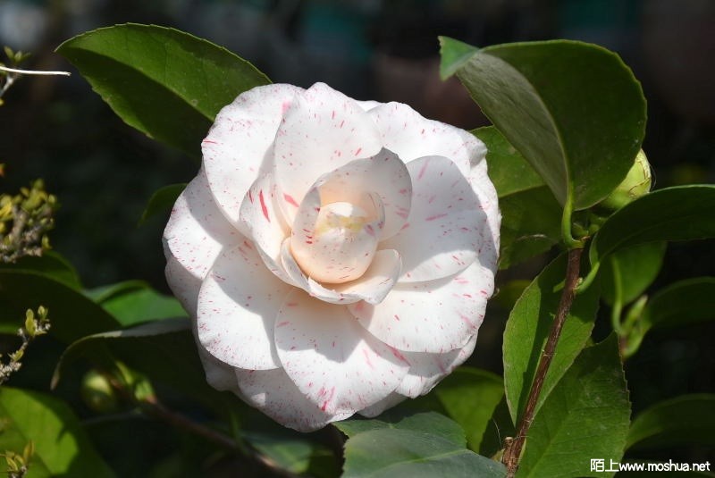 DSC_0072551030072.JPG