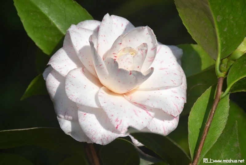 DSC_0069551000069.JPG