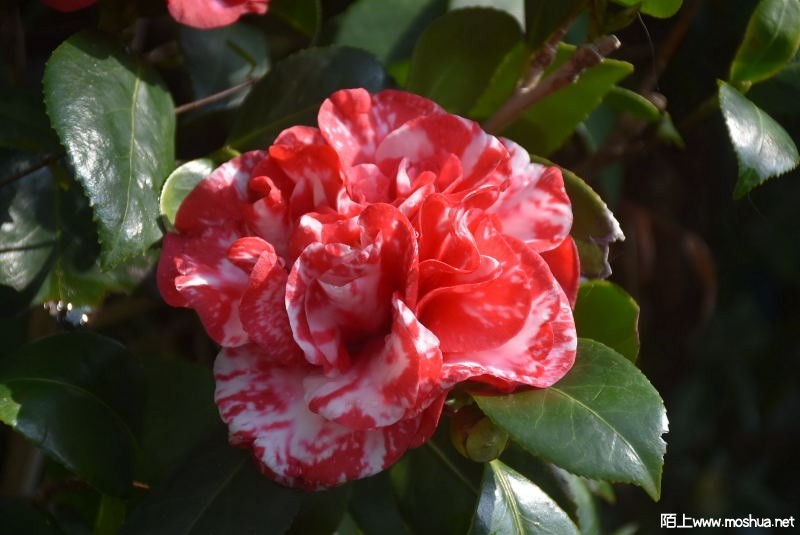 DSC_0005558470005.JPG