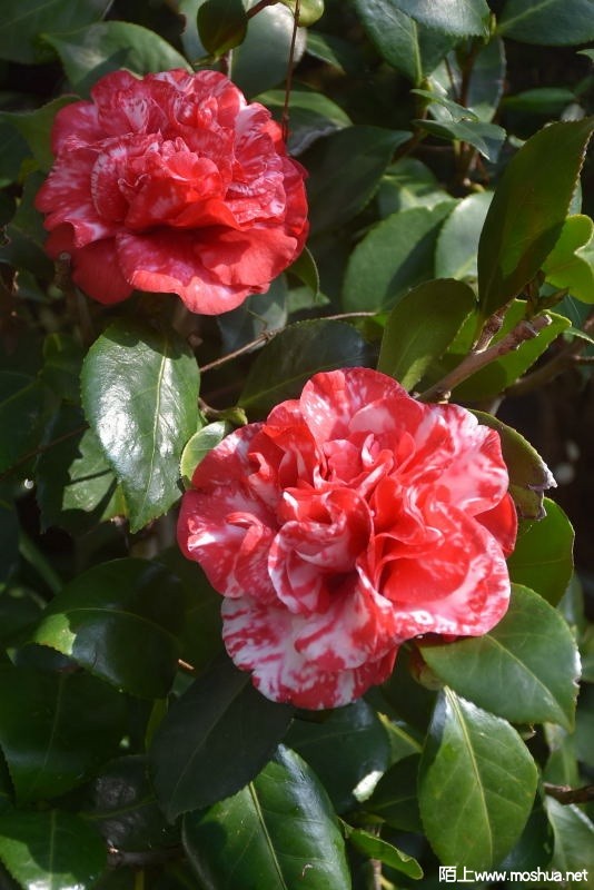 DSC_0017558590017.JPG