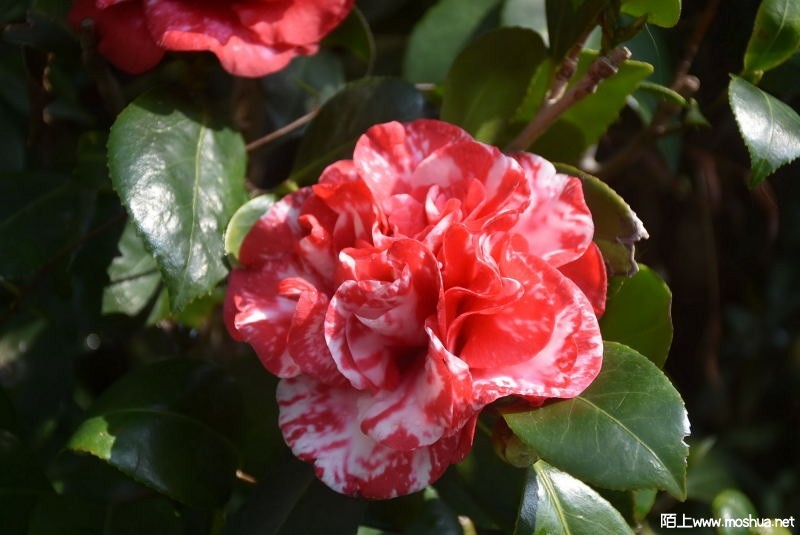 DSC_0020558620020.JPG