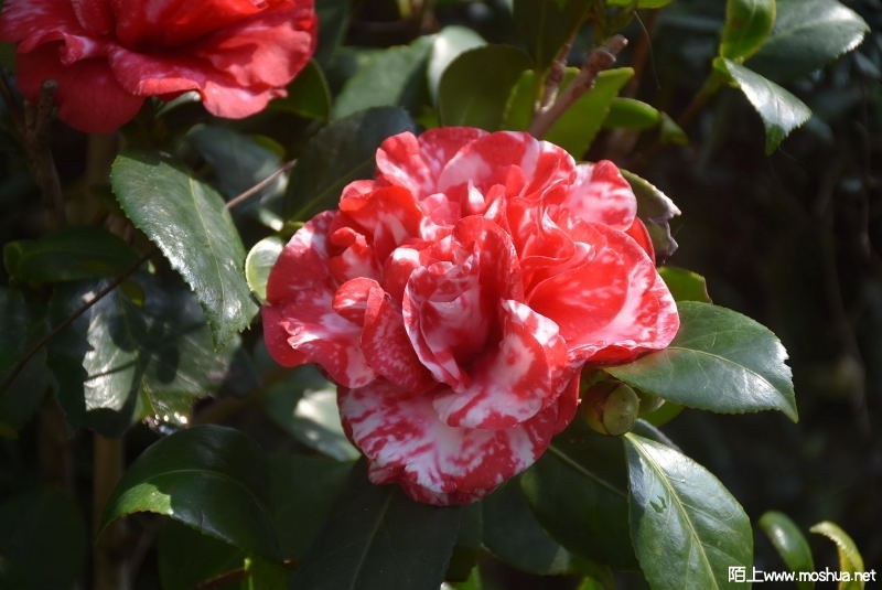 DSC_0010558520010.JPG