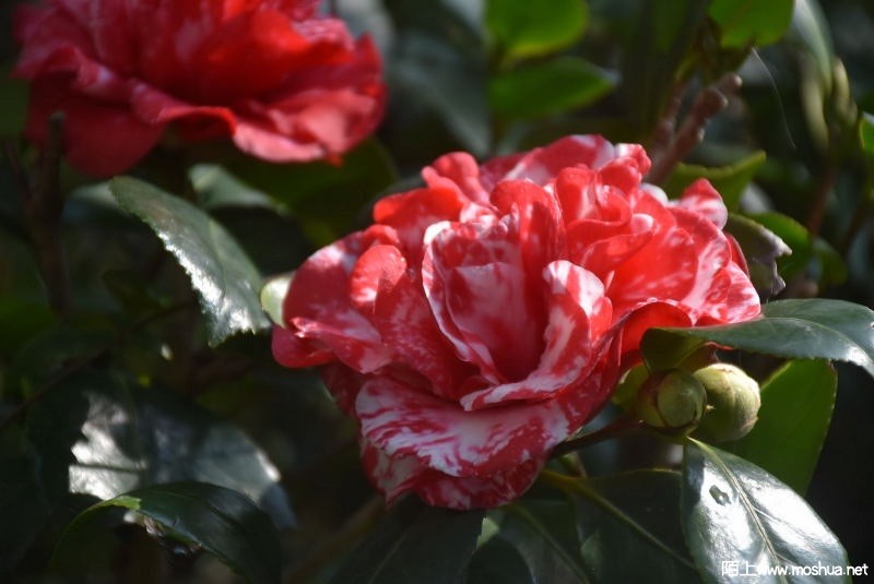 DSC_0004558460004.JPG