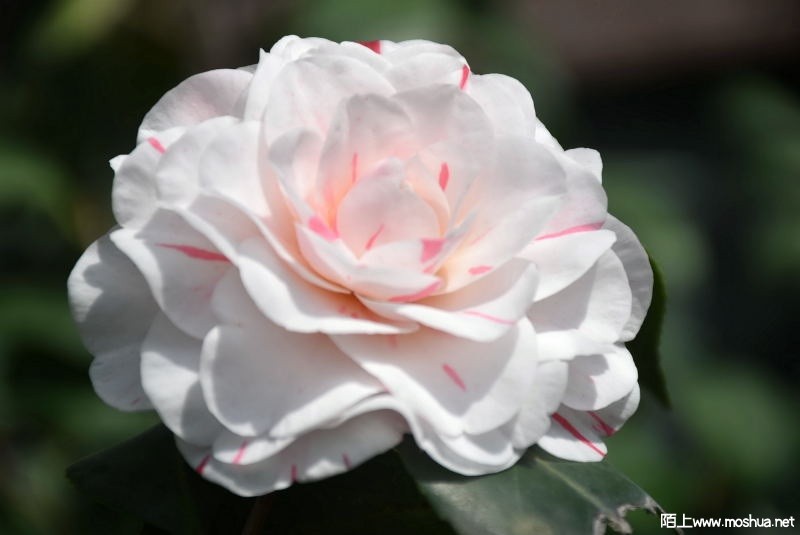 DSC_0077822020077.JPG