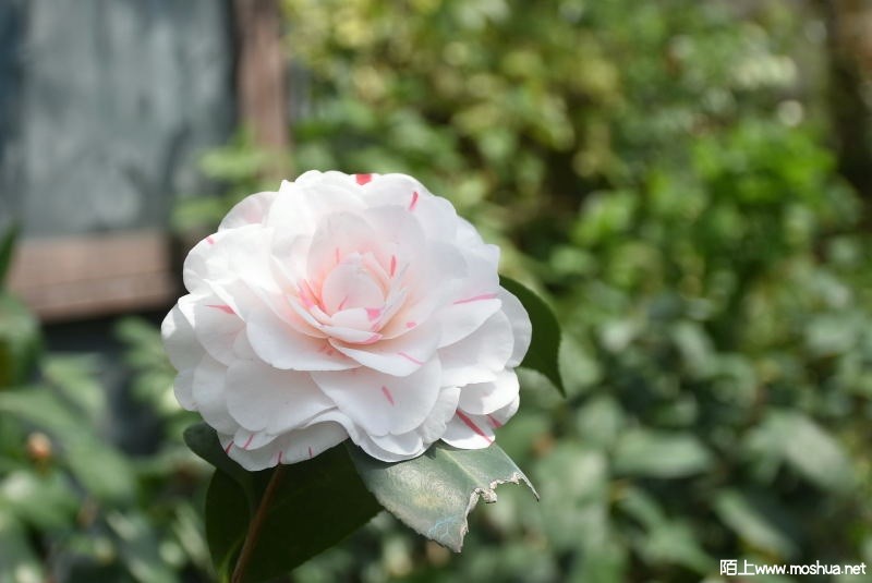DSC_0101822260101.JPG