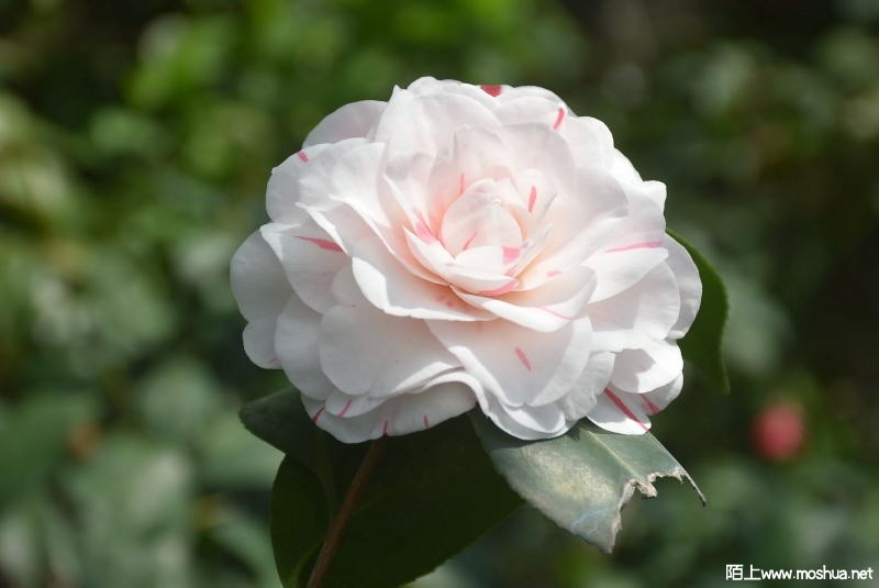 DSC_0086822110086.JPG