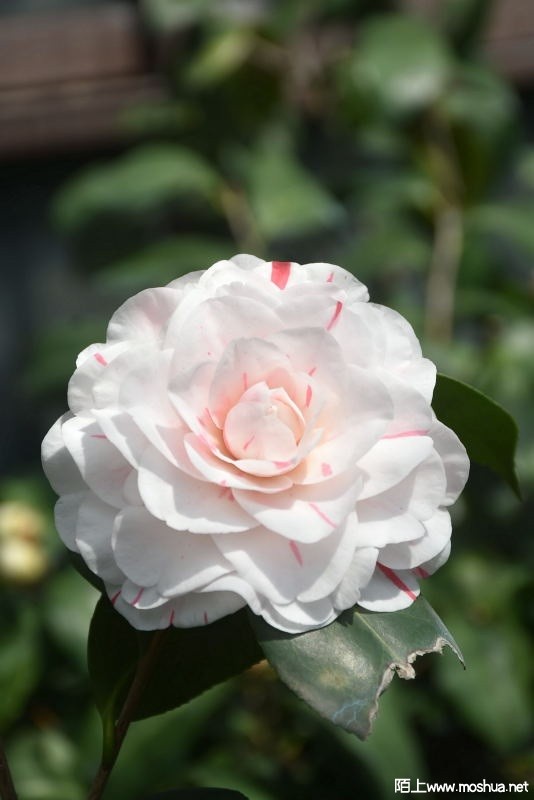 DSC_0096822210096.JPG