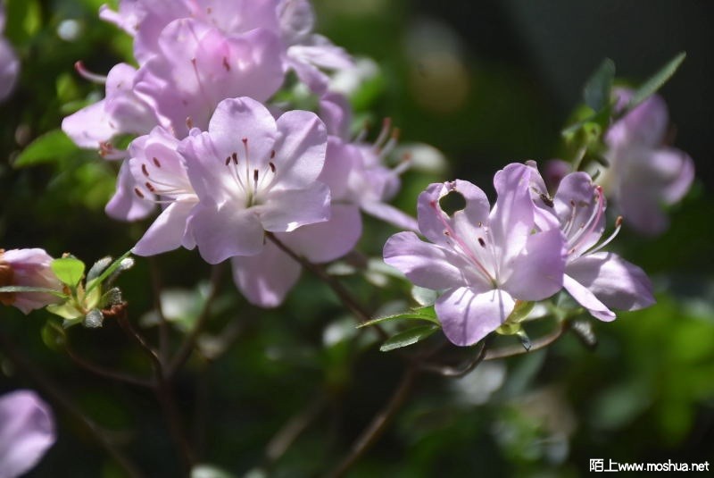 DSC_0415874750415.JPG