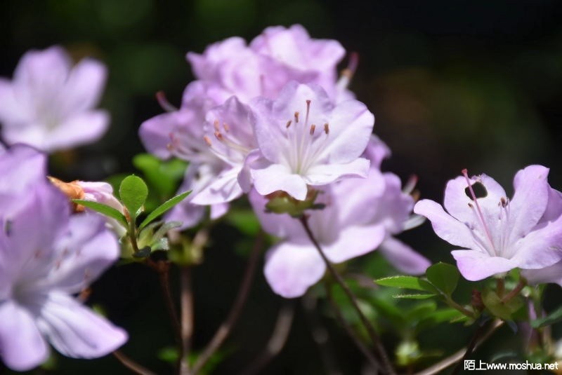 DSC_0336873960336.JPG