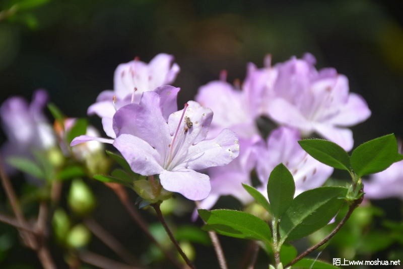 DSC_0349874090349.JPG