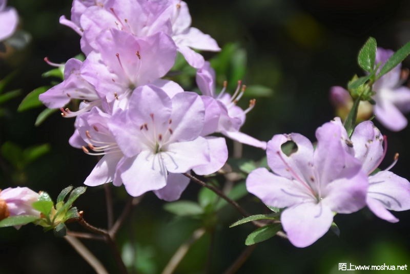 DSC_0320873800320.JPG