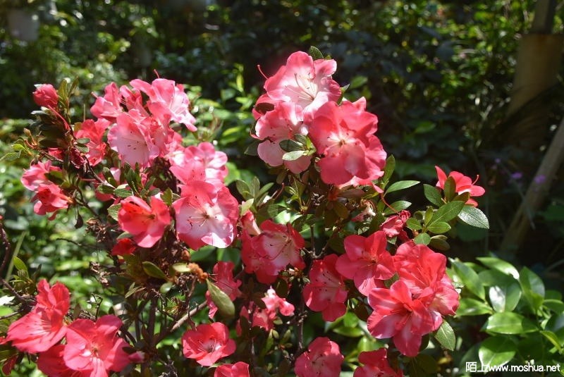 DSC_0622889970622.JPG