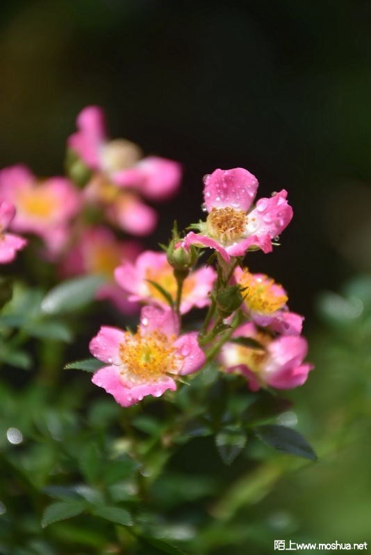 DSC_0041893180041.JPG
